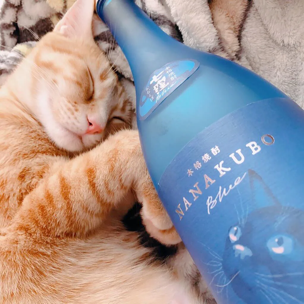 酒瓶が似合う猫は誰ですかニャ 猫ラベルの芋焼酎がフォトコンテストの入賞作品を発表 Cat Press キャットプレス