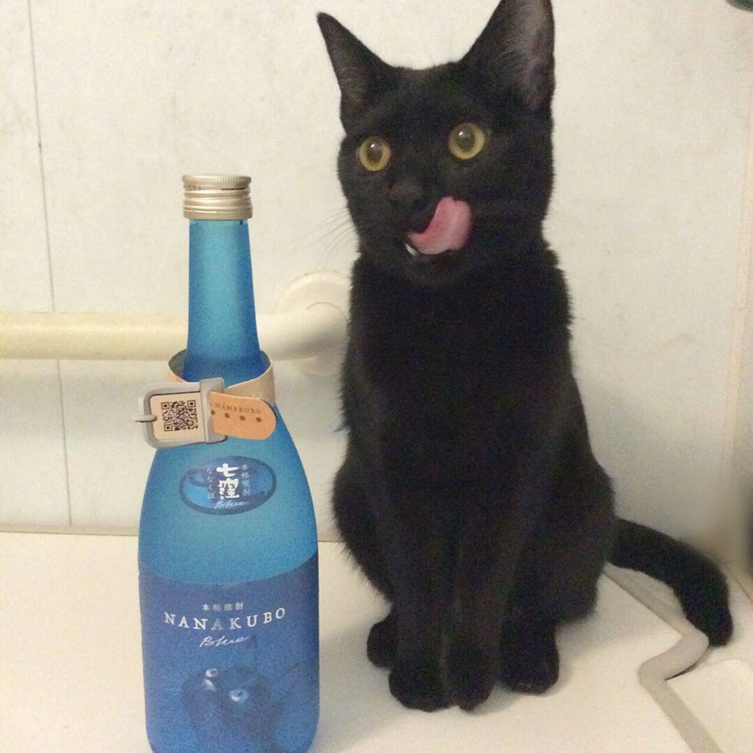 芋焼酎の酒瓶ボトルの前で舌なめずりする黒猫の写真 by NANAKUBO BLUE