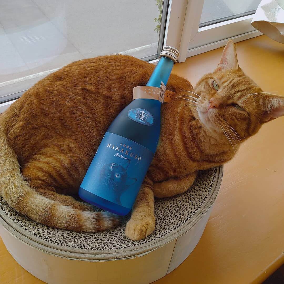 体に芋焼酎の酒瓶ボトルを乗せられる茶トラ猫の写真 by NANAKUBO BLUE