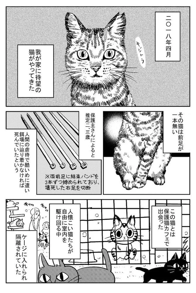 虐待された過去を持つ猫に訪れた幸せの日々 大反響の漫画を書籍化 3本足のしじみちゃん Cat Press キャットプレス