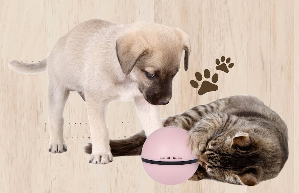 ペット用のボール型おもちゃ「スマートペットボール」で遊ぶ猫と犬のイメージ写真