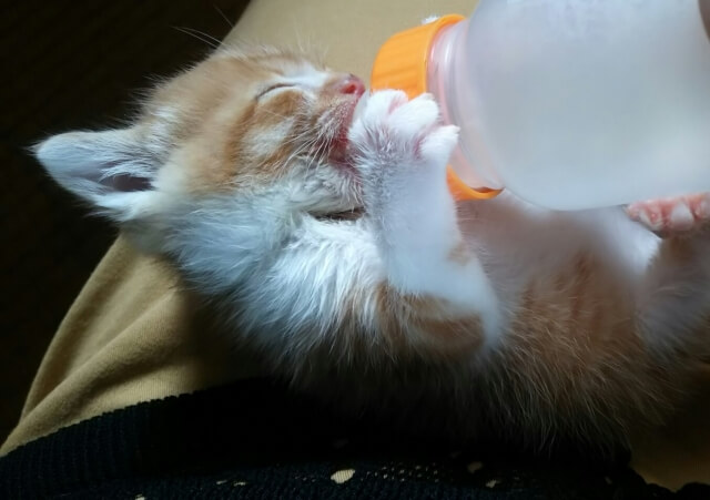 ミルクを飲む子猫のイメージ写真