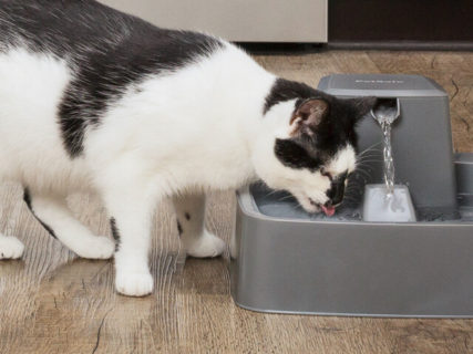 水流を調節できる！米国の獣医師が開発した自動給水器「ドリンクウェル」の最新モデルが登場