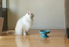 猫のヒゲストレスも軽減するニャ！波佐見焼の陶磁器メーカーが猫用のフードボウルを開発