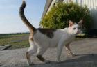 6/6の最新話は日本各地の猫に出会うスペシャル版！ネコを訪ね歩く紀行番組「旅猫ロマン」第60話を放送