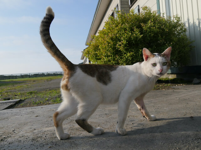 最新話は日本各地の猫に出会うスペシャル版 ネコを訪ね歩く紀行番組 旅猫ロマン 第60話を公開 ガジェット通信 Getnews