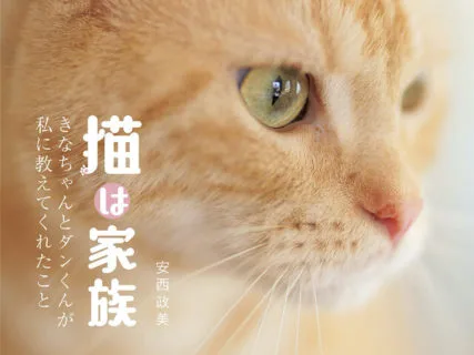 猫の画像 写真 Cat Press キャットプレス