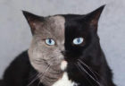 顔半分がグレーと黒の2色！激レアな模様をもつイギリス在住の猫「ナルニア」の魅力に迫る