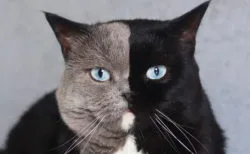 猫の性別当てクイズ 猫の顔写真で性別を見分けられますか Cat Press キャットプレス
