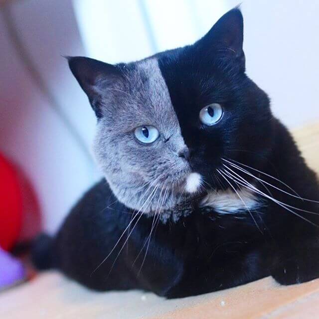 顔半分がグレーと黒に分かれている珍しい毛色の猫「ナルニア（Narunia）」