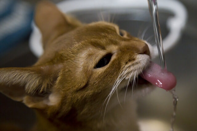水道の蛇口から水を飲む猫のイメージ写真