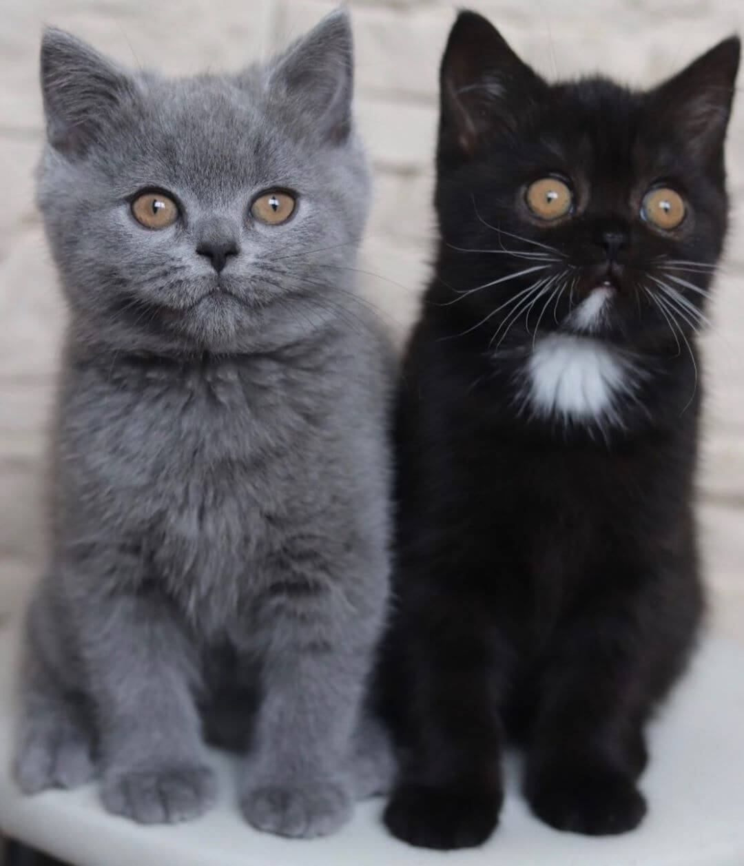 顔半分がグレー色×黒色の猫「ナルニア（Narunia）」の子供であるフェニックスとプラダ