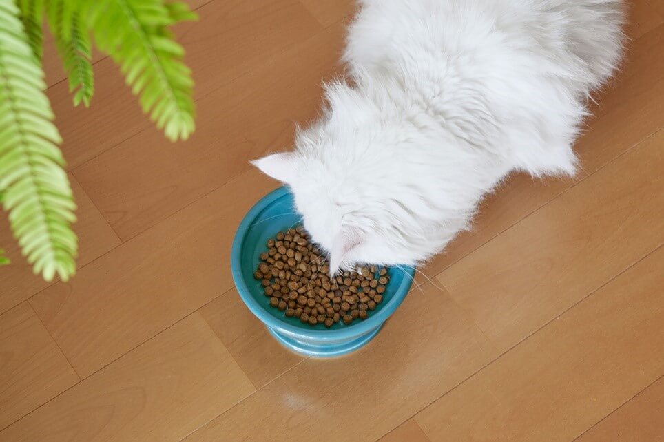 猫用のフードボウル「HASAMI season1/16cm FOOD BOWL」でごはんを食べる猫（上から見たイメージ） by マルヒロ