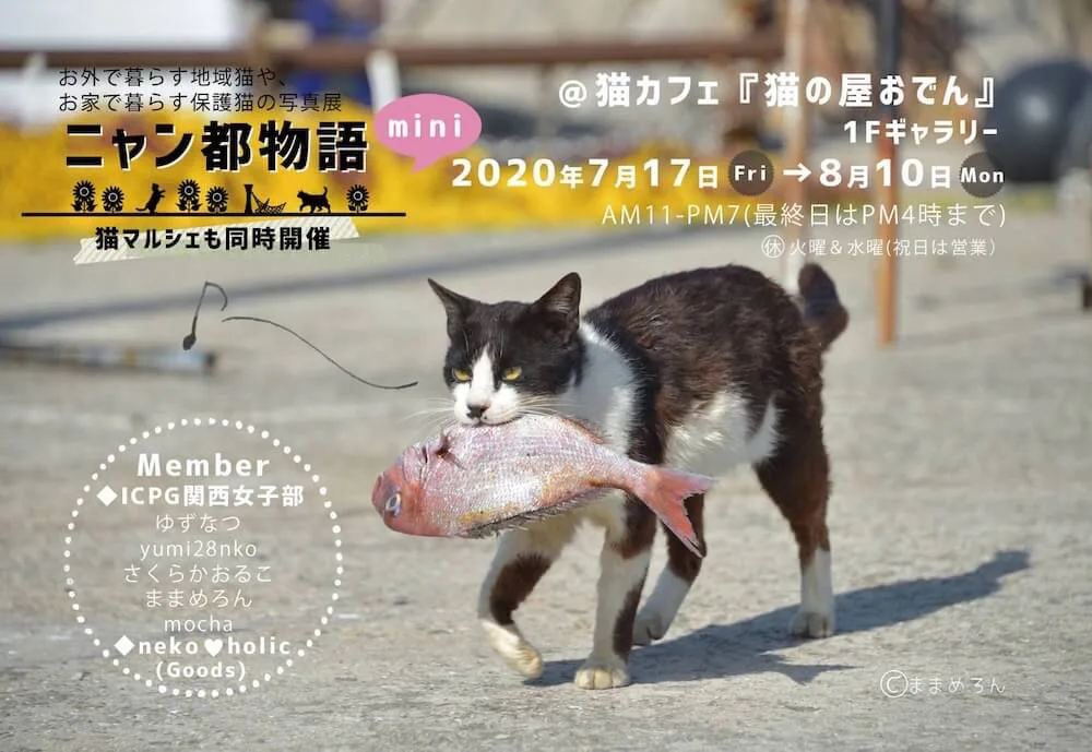 猫イベントも再開の動きが始まる ねこ写真展 ニャン都物語 Mini 神戸の猫カフェで開催 Cat Press キャットプレス