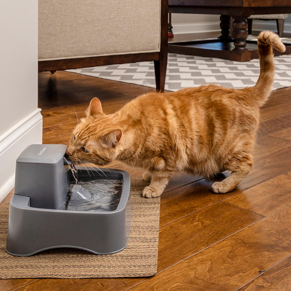 ペット用の自動給水器「ドリンクウェル 1.8Lペットファウンテン」で上から流れ落ちる水を飲む猫