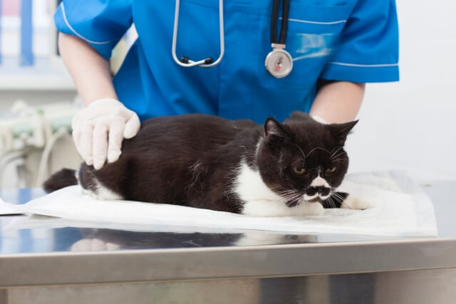獣医師に診察される黒白猫のイメージ写真
