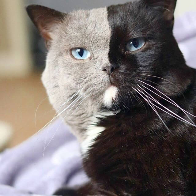 顔半分がグレーと黒に分かれている珍しい毛柄の猫「ナルニア（Narunia）」の正面イメージ