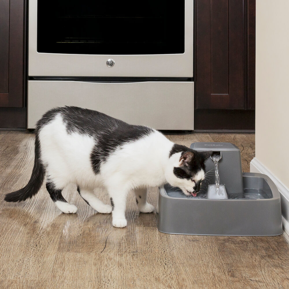 ペット用の自動給水器「ドリンクウェル 1.8Lペットファウンテン」でボウルに溜まった水を飲む猫