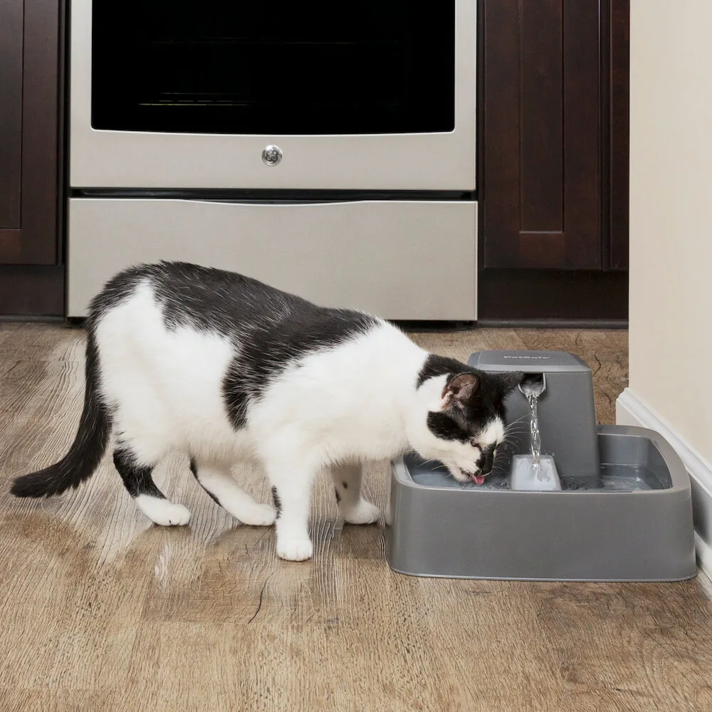 水流を調節できる！米国の獣医師が開発した自動給水器「ドリンクウェル」の最新モデルが登場 | Cat Press（キャットプレス）