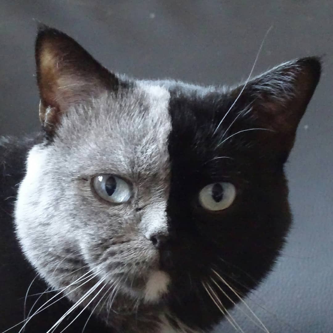 鋭い目つきをする顔半分がグレーと黒の猫「ナルニア（Narunia）」