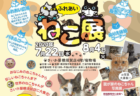 世界中の珍しい猫がやってくるニャ！横須賀の百貨店で「ふれあいねこ展」が7/22より開催