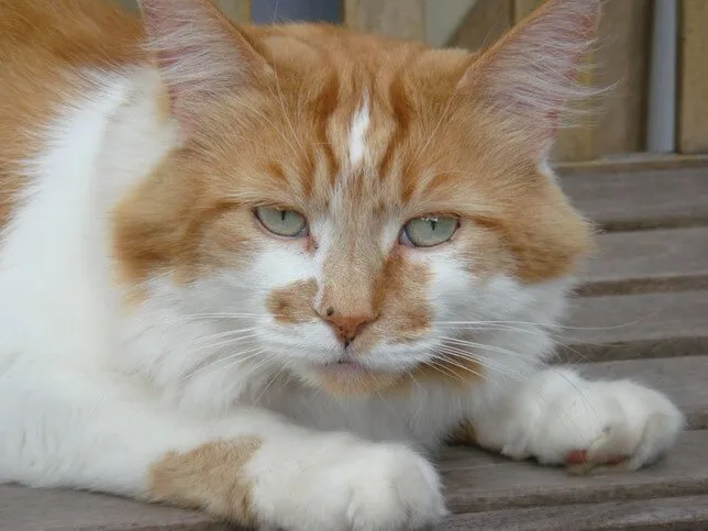 人間年齢に換算すると150歳 イギリス在住の世界最高齢だった猫 ラブル が31歳で死去 Cat Press キャットプレス