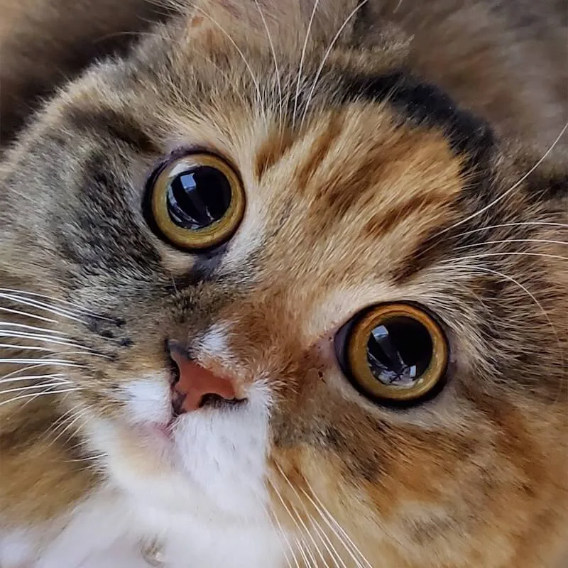 1500枚のネコ写真が大集合 大規模パネル展が有楽町マルイで開催 人気投票もあるニャ Cat Press キャットプレス