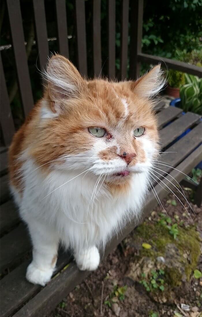 現役最高齢の猫だったメインクーンの「ラブル（Rubble）」の	屋外写真