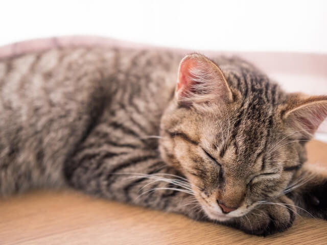 手にあごを乗せて眠る猫のイメージ写真