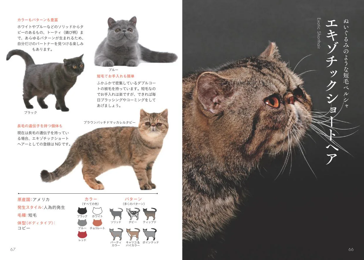 全48種類のニャンコを収録 猫の歴史から生態まで学べる 世界中で愛される美しすぎる猫図鑑 Cat Press キャットプレス