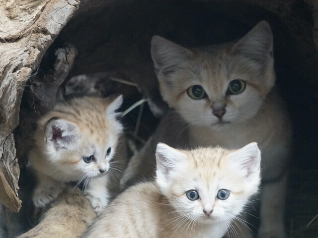 ついに赤ちゃんとママが一緒に登場 日本初 砂漠の天使 スナネコ の親子展示が始まるニャ Cat Press キャットプレス