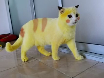 まるでピカチュウ猫…！？飼い主さんの意外な行動で黄色に染まってしまったタイの猫が話題に
