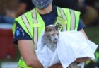 取り残された猫とモルモットを消防士が救出！米国メリーランド州で起こった火事の一部始終