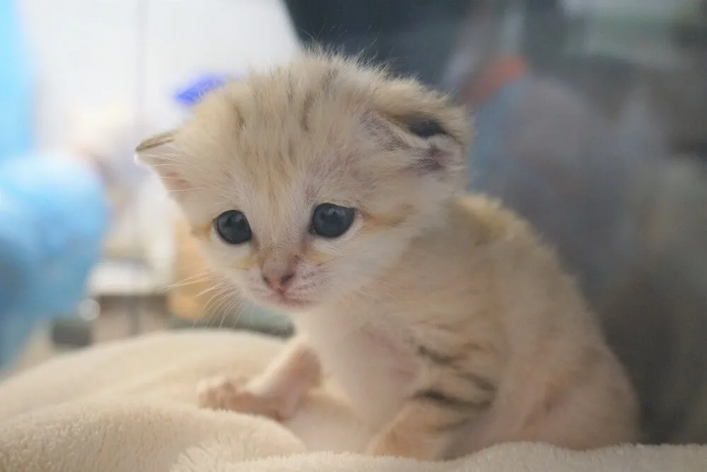 今度はニャンと3姉妹 スナネコの赤ちゃんが再び誕生 ミルクを飲んでいる激かわ映像も公開 Cat Press キャットプレス