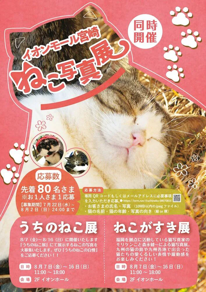 猫写真家 モリケンさんの写真展も イオンモール宮崎で2つのネコ写真展が同時開催中 Cat Press キャットプレス