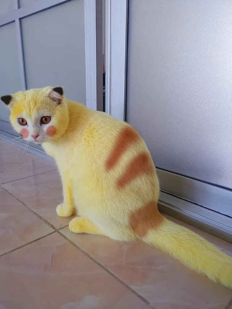 まるでピカチュウ猫 飼い主さんの意外な行動で黄色に染まってしまったタイの猫が話題に Cat Press キャットプレス