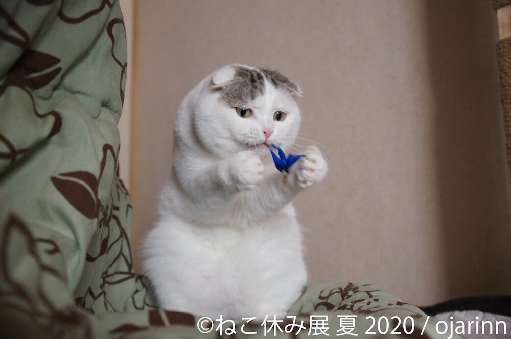 折り紙を折る人気猫、ぐでねこ ライくん(@ojarinn)
