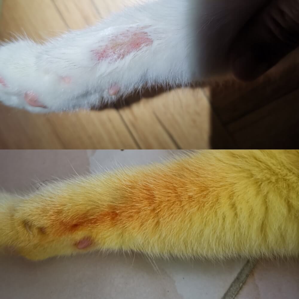 真菌感染症にかかった患部のビフォーアフター、全身が黄色の猫「Ka-Pwong（カプウォン）