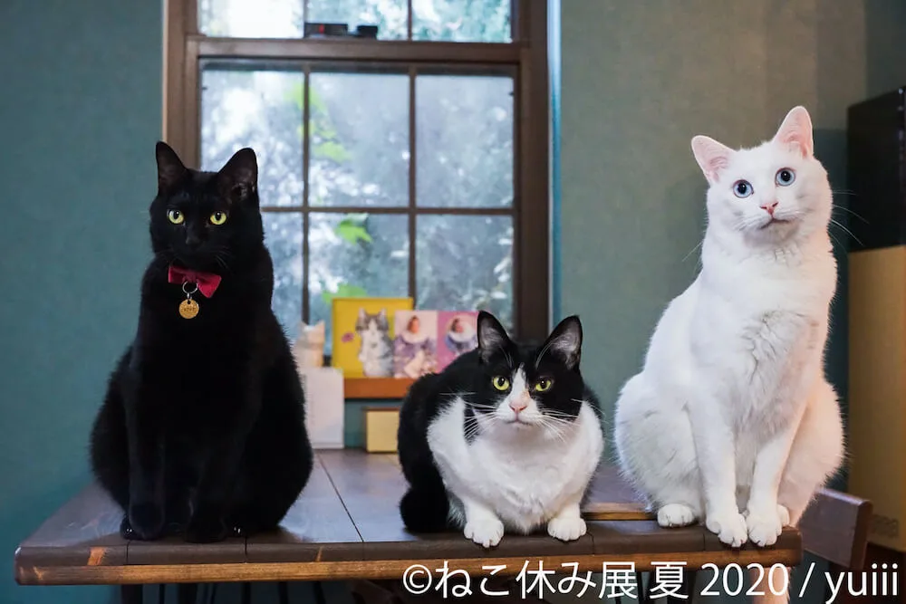 無防備な寝姿が人気の ぐでねこ ライくん も初登場 ねこ休み展が8月21日から東京で開催 Cat Press キャットプレス