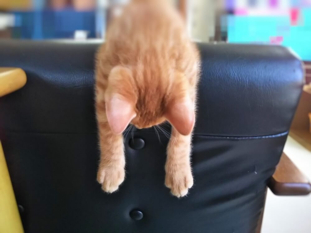 ソファでうなだれる、暑くてぐったりしている猫のイメージ写真