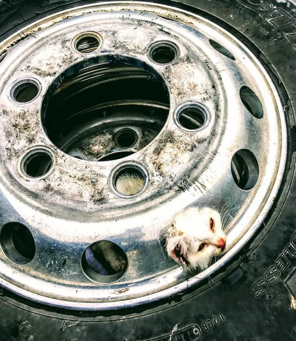 さすがレスキューのプロ タイヤの穴に挟まった猫ちゃんを消防隊員が救出 助けられた猫は Cat Press キャットプレス