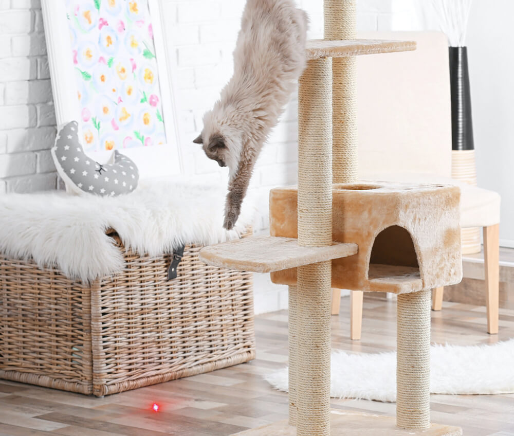 「Smart Dot（スマートドット）」のレーザーポインターを追いかけて遊ぶ猫
