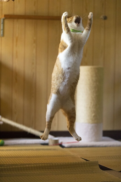 ジャンプする猫のイメージ写真