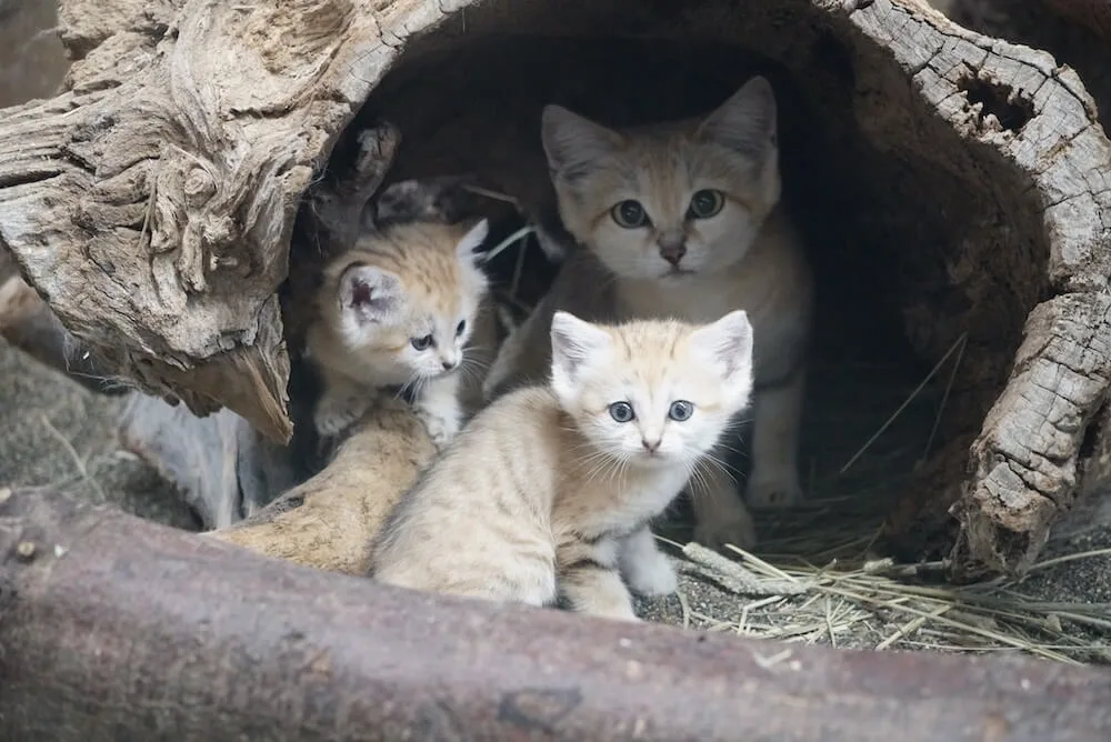 ついに赤ちゃんとママが一緒に登場 日本初 砂漠の天使 スナネコ の親子展示が始まるニャ Cat Press キャットプレス