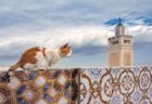 ギリシャからブルネイの猫まで♪ 犬猫写真家・新美敬子さんが世界で出会った猫たちのカレンダーが登場（2021年版）