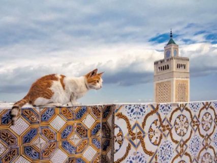 ギリシャからブルネイの猫まで♪ 犬猫写真家・新美敬子さんが世界で出会った猫たちのカレンダーが登場（2021年版）