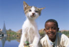 アイスランドからエジプトの子猫まで！150点の作品を展示する岩合光昭写真展「こねこ」札幌三越で開催