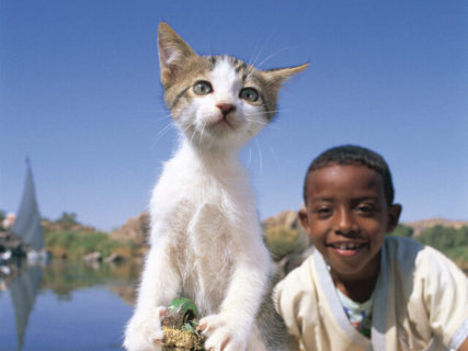 アイスランドからエジプトの子猫まで！150点の作品を展示する岩合光昭写真展「こねこ」札幌三越で開催