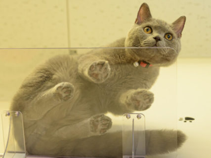 下から猫の肉球を眺めて癒やされる♪ 自宅の壁に設置できる透明なキャットステップが登場