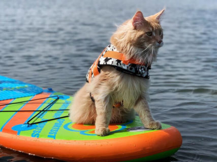米国・フロリダに夏と海が似合う猫がいたッ！ウォータースポーツも楽しむフィッシャーくん